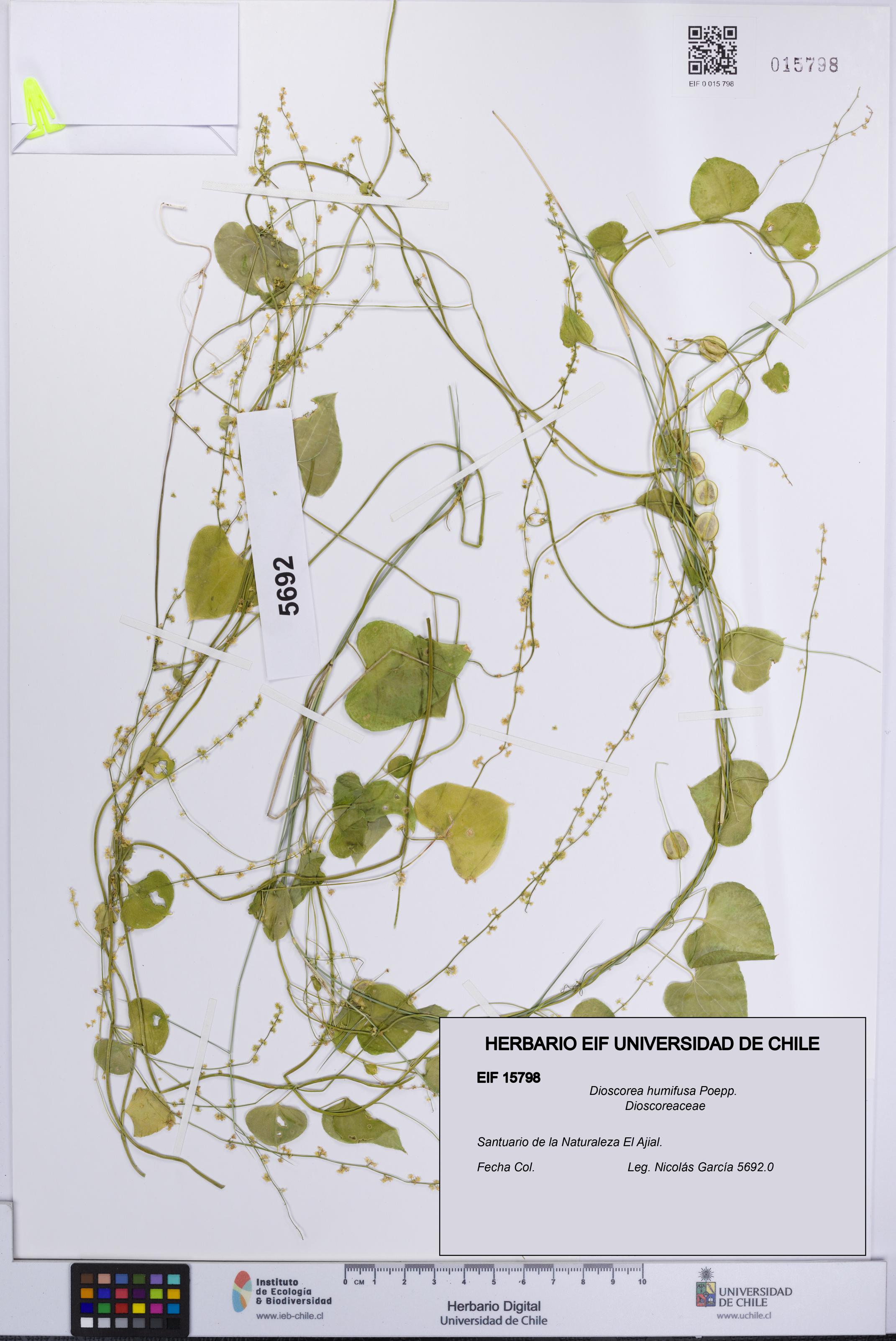Dioscorea humifusa [Espécimen: UCH:EIF:0015798]