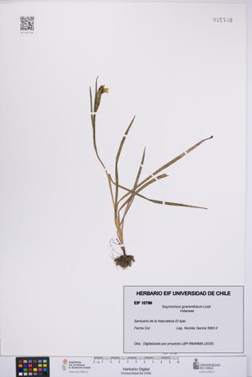 Sisyrinchium graminifolium [Espécimen: UCH:EIF:0015799]
