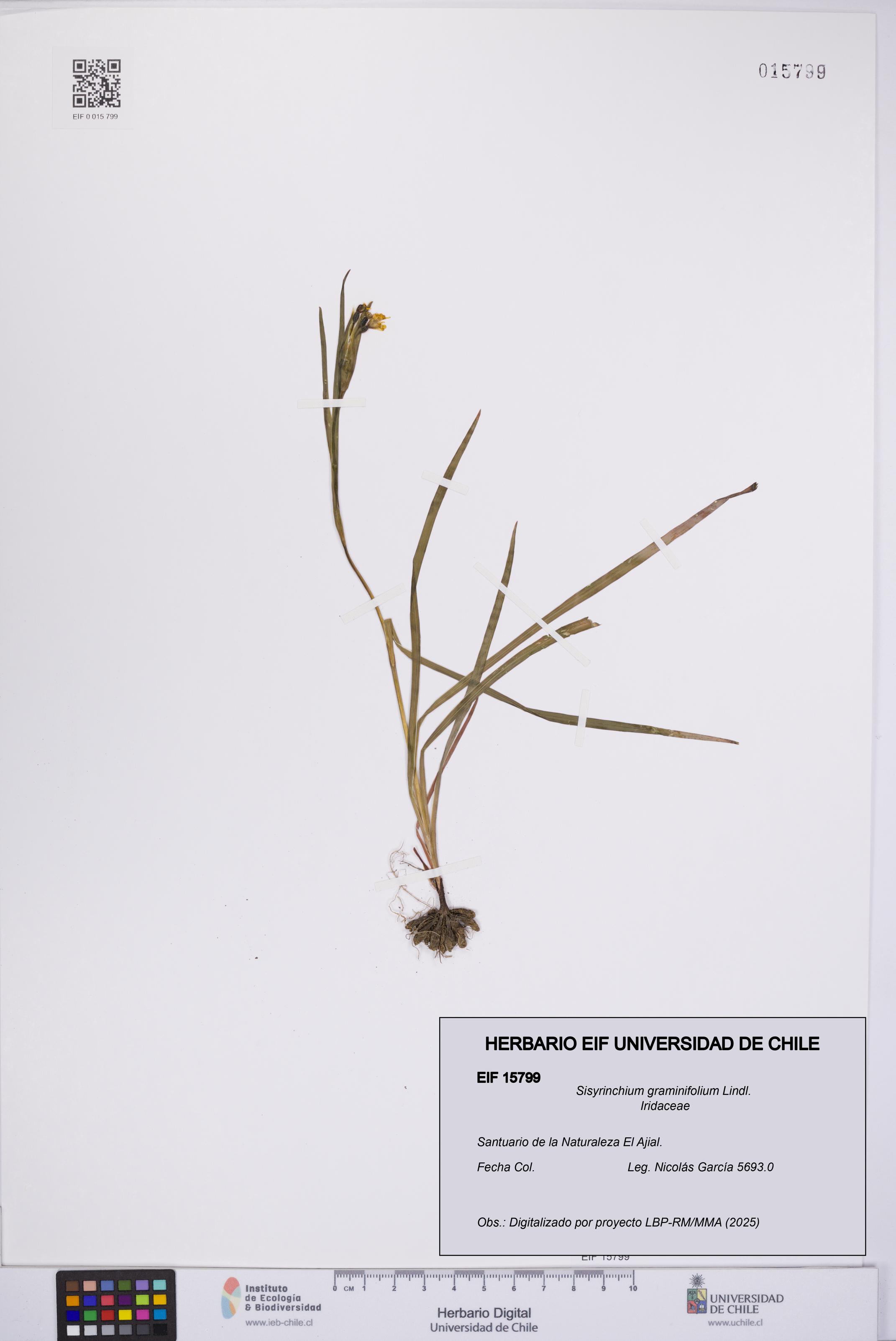 Sisyrinchium graminifolium [Espécimen: UCH:EIF:0015799]