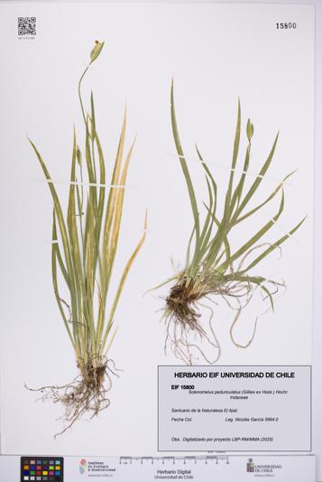 Solenomelus pedunculatus [Espécimen: UCH:EIF:0015800]