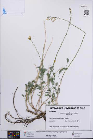 Adesmia viscida [Espécimen: UCH:EIF:0015801]