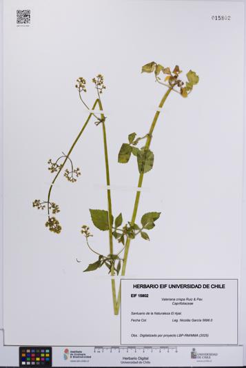 Valeriana crispa [Espécimen: UCH:EIF:0015802]