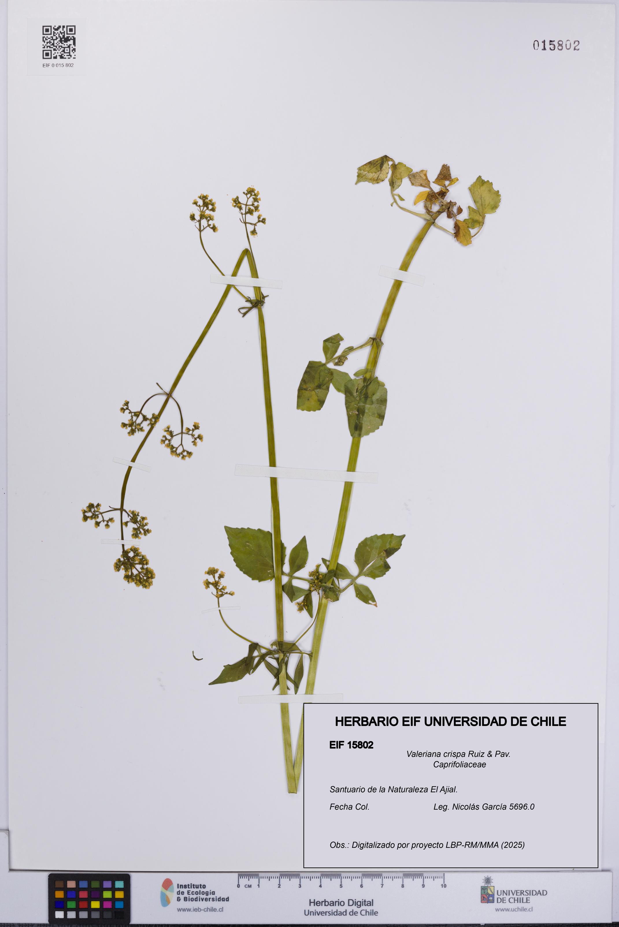 Valeriana crispa [Espécimen: UCH:EIF:0015802]