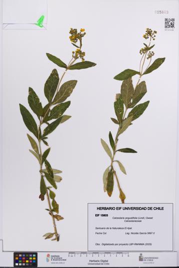 Calceolaria angustifolia [Espécimen: UCH:EIF:0015803]