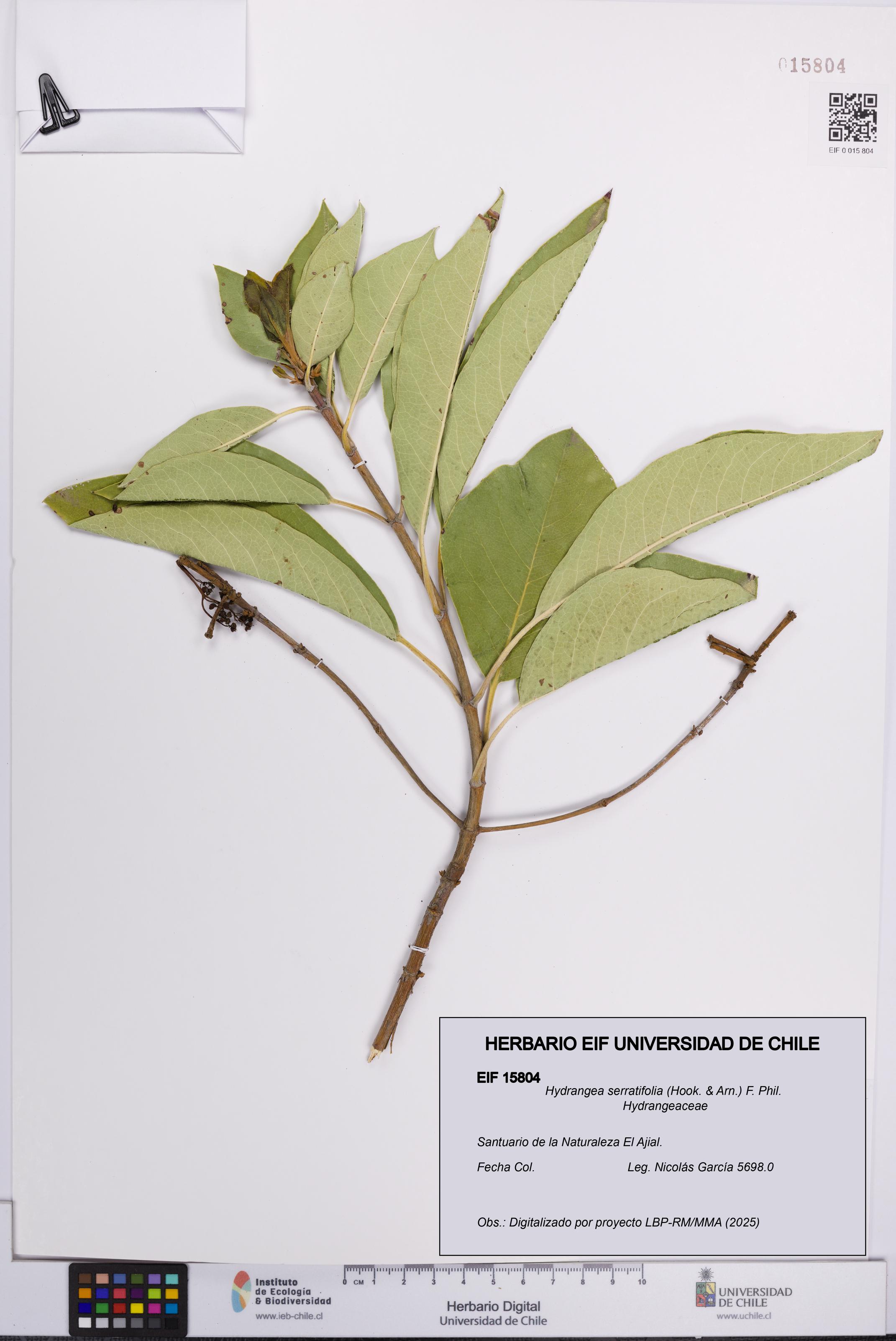 Hydrangea serratifolia [Espécimen: UCH:EIF:0015804]