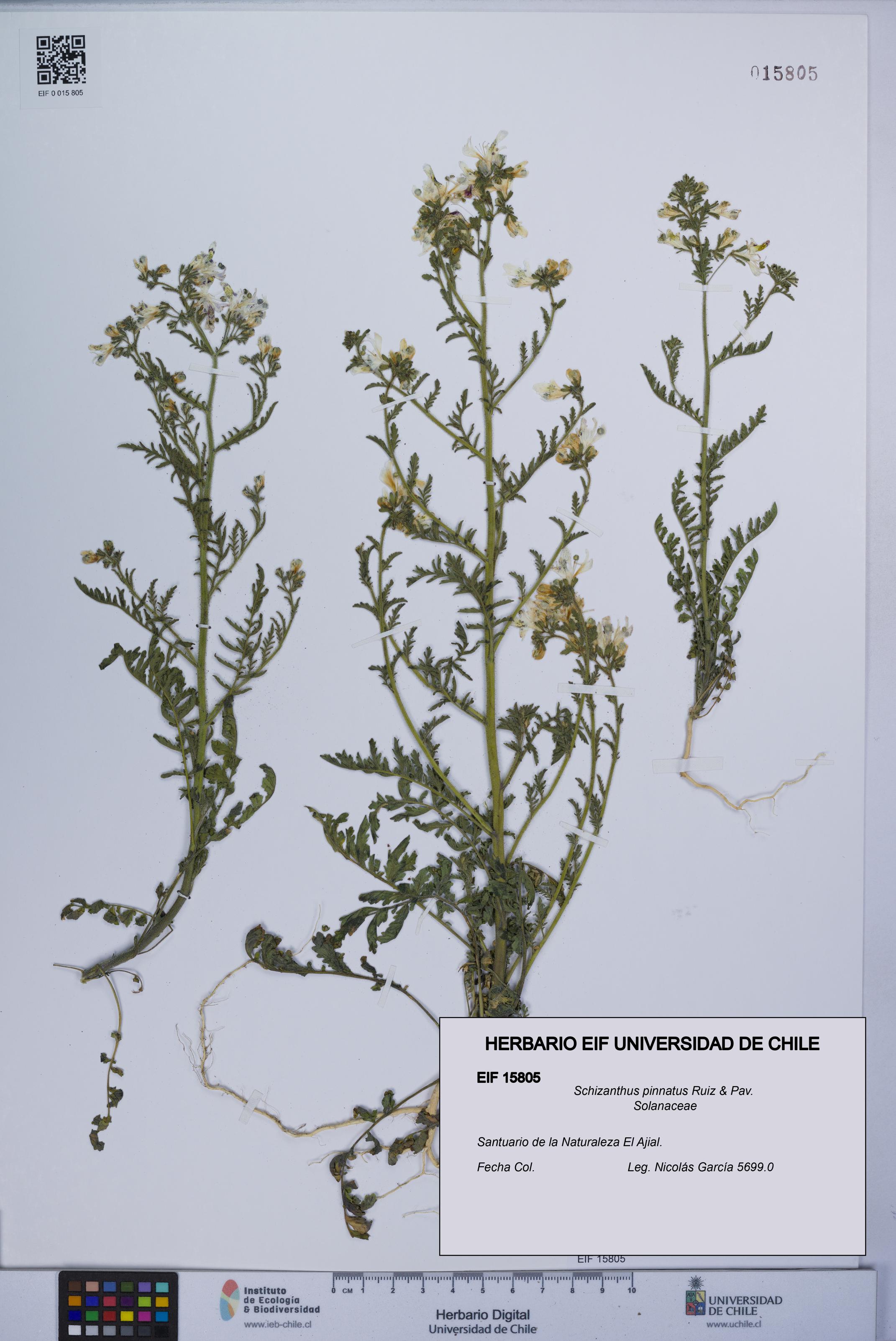 Schizanthus pinnatus [Espécimen: UCH:EIF:0015805]
