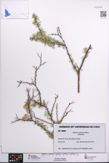 Adesmia confusa [Espécimen: UCH:EIF:0015806]