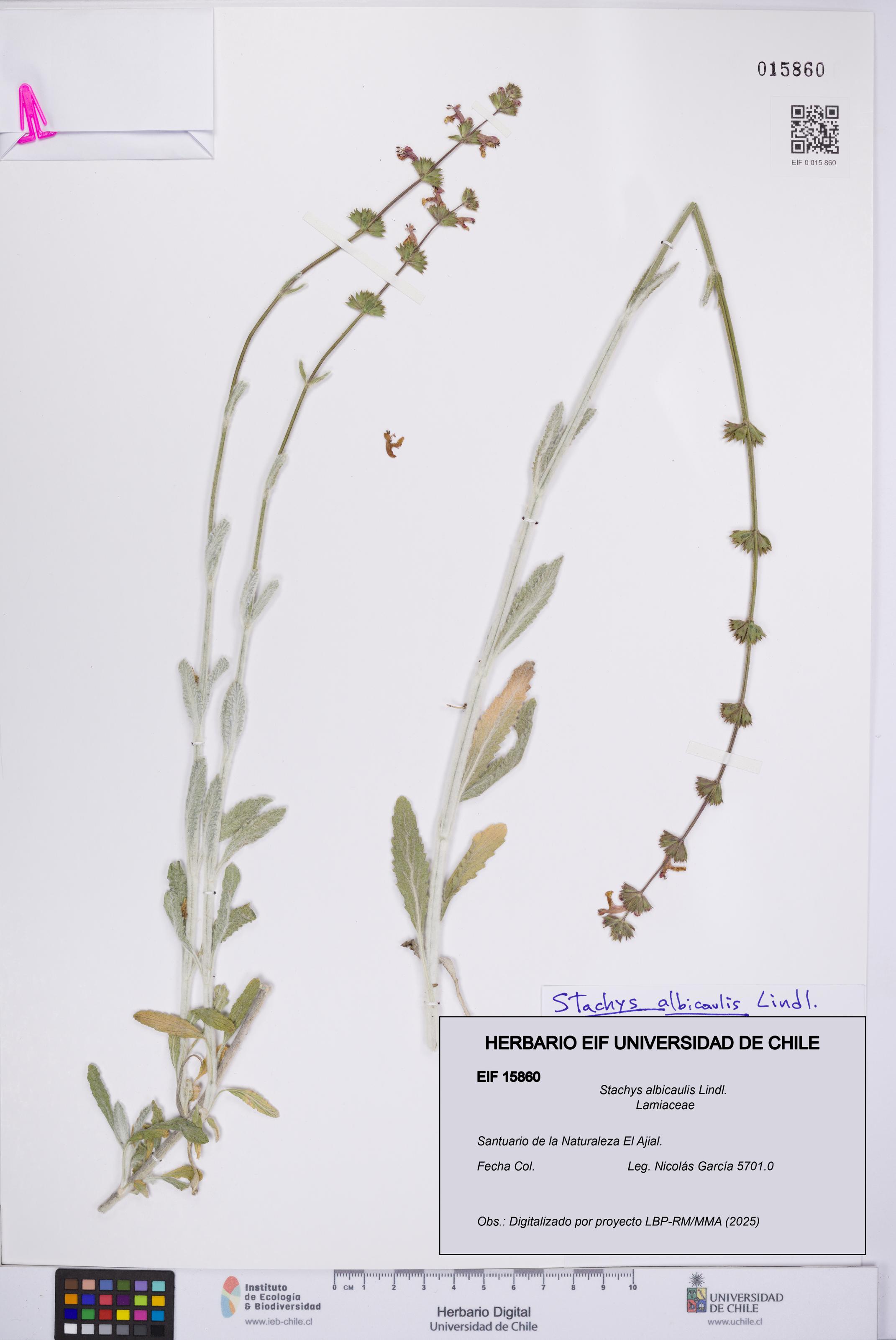 Stachys albicaulis [Espécimen: UCH:EIF:0015860]