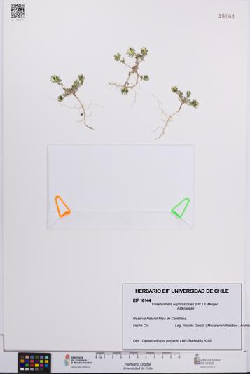 Chaetanthera euphrasioides [Espécimen: UCH:EIF:0016144]
