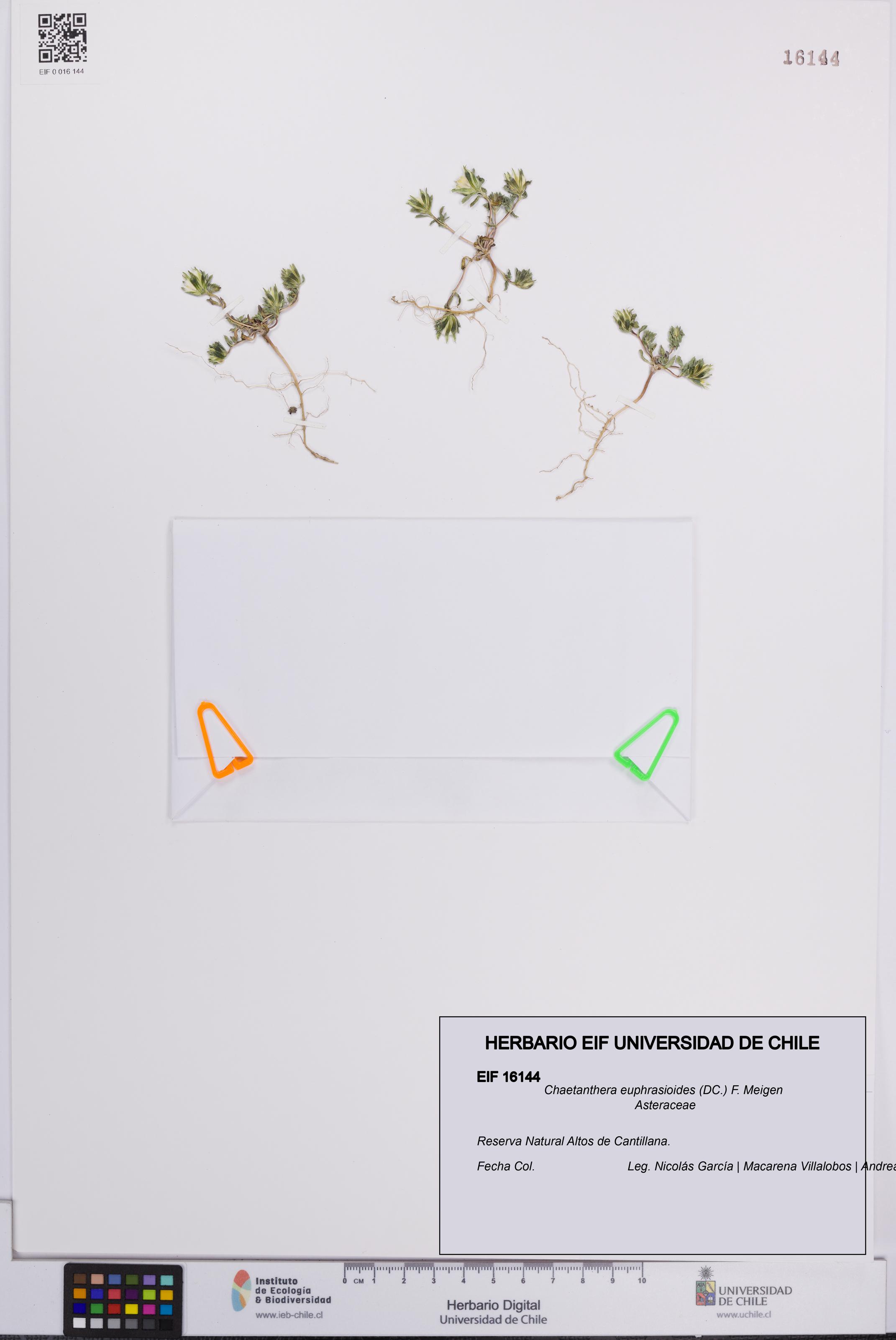Chaetanthera euphrasioides [Espécimen: UCH:EIF:0016144]