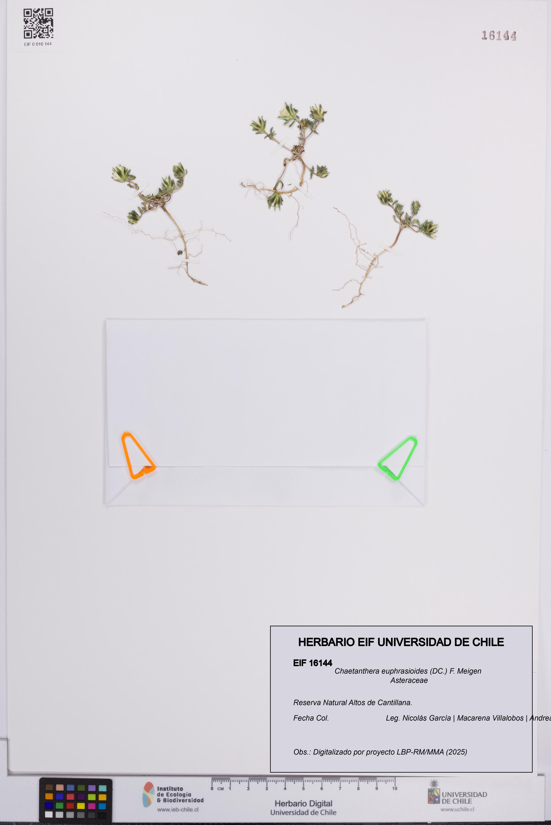 Chaetanthera euphrasioides [Espécimen: UCH:EIF:0016144]