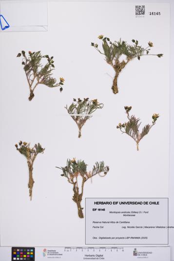 Montiopsis andicola [Espécimen: UCH:EIF:0016145]
