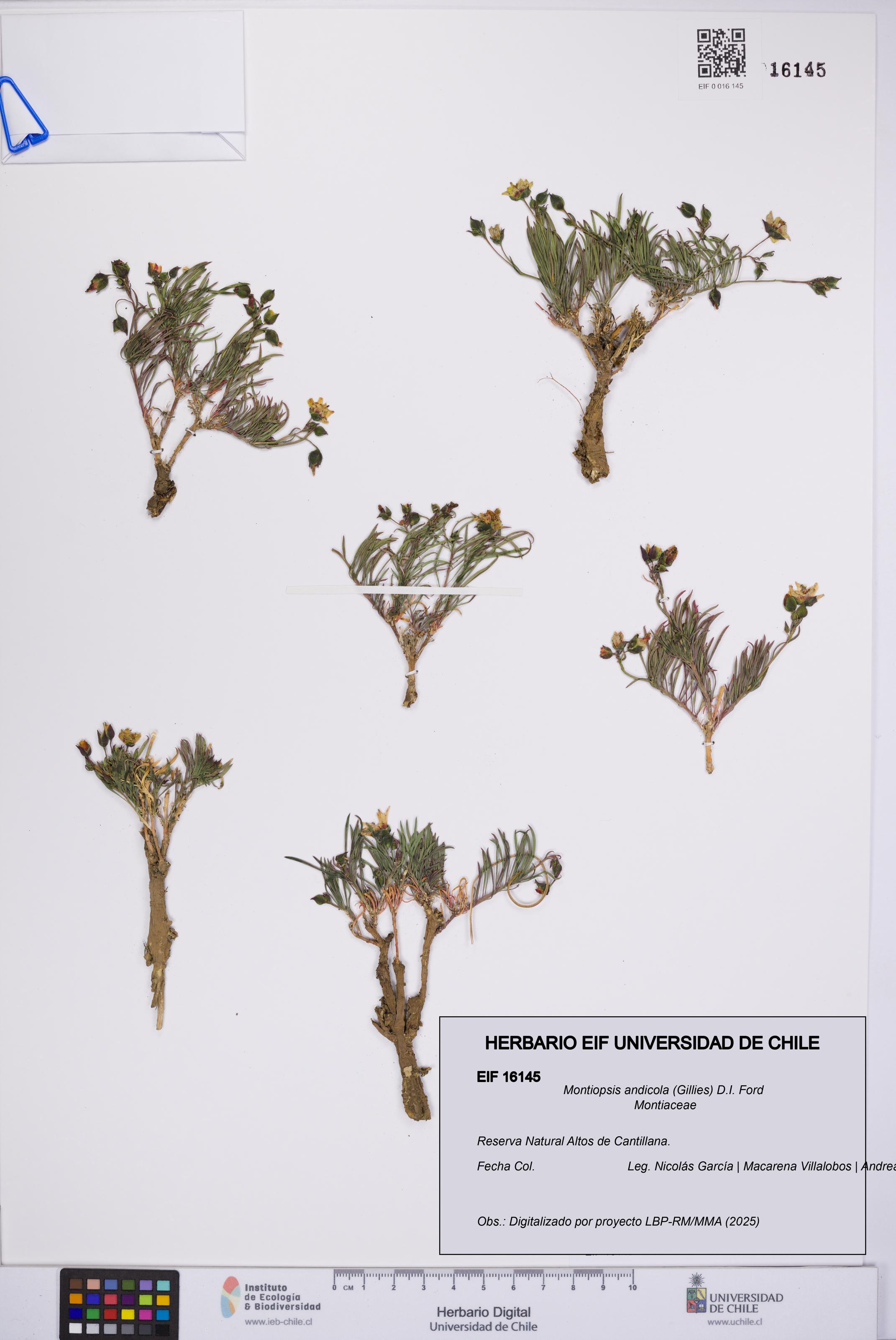 Montiopsis andicola [Espécimen: UCH:EIF:0016145]