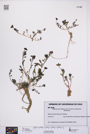 Cistanthe picta [Espécimen: UCH:EIF:0016146]