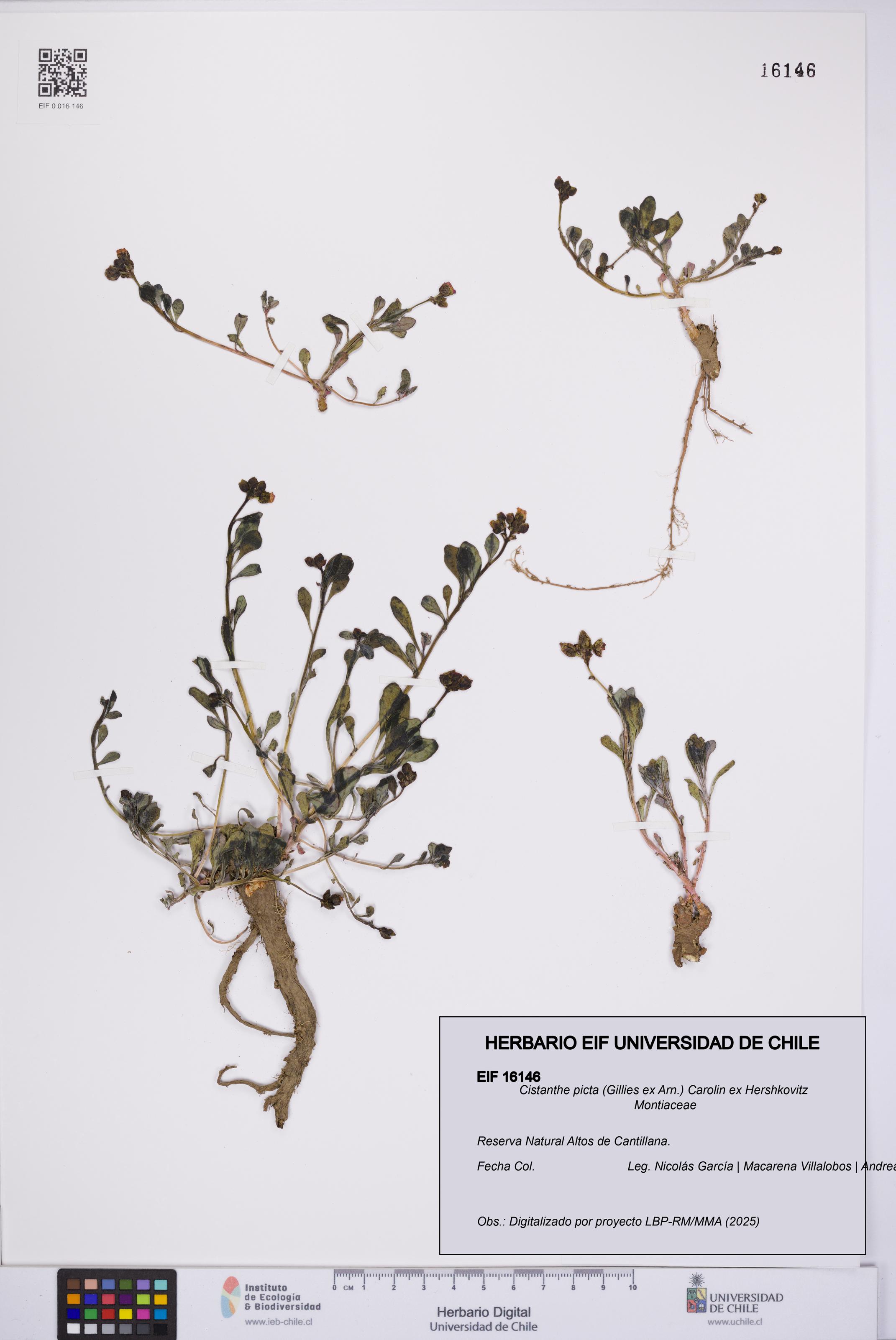Cistanthe picta [Espécimen: UCH:EIF:0016146]