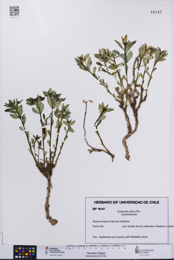 Euphorbia collina [Espécimen: UCH:EIF:0016147]