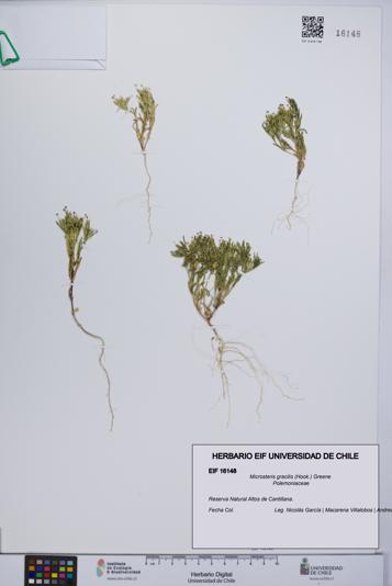 Microsteris gracilis [Espécimen: UCH:EIF:0016148]