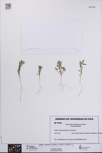 Chenopodium philippianum [Espécimen: UCH:EIF:0016149]