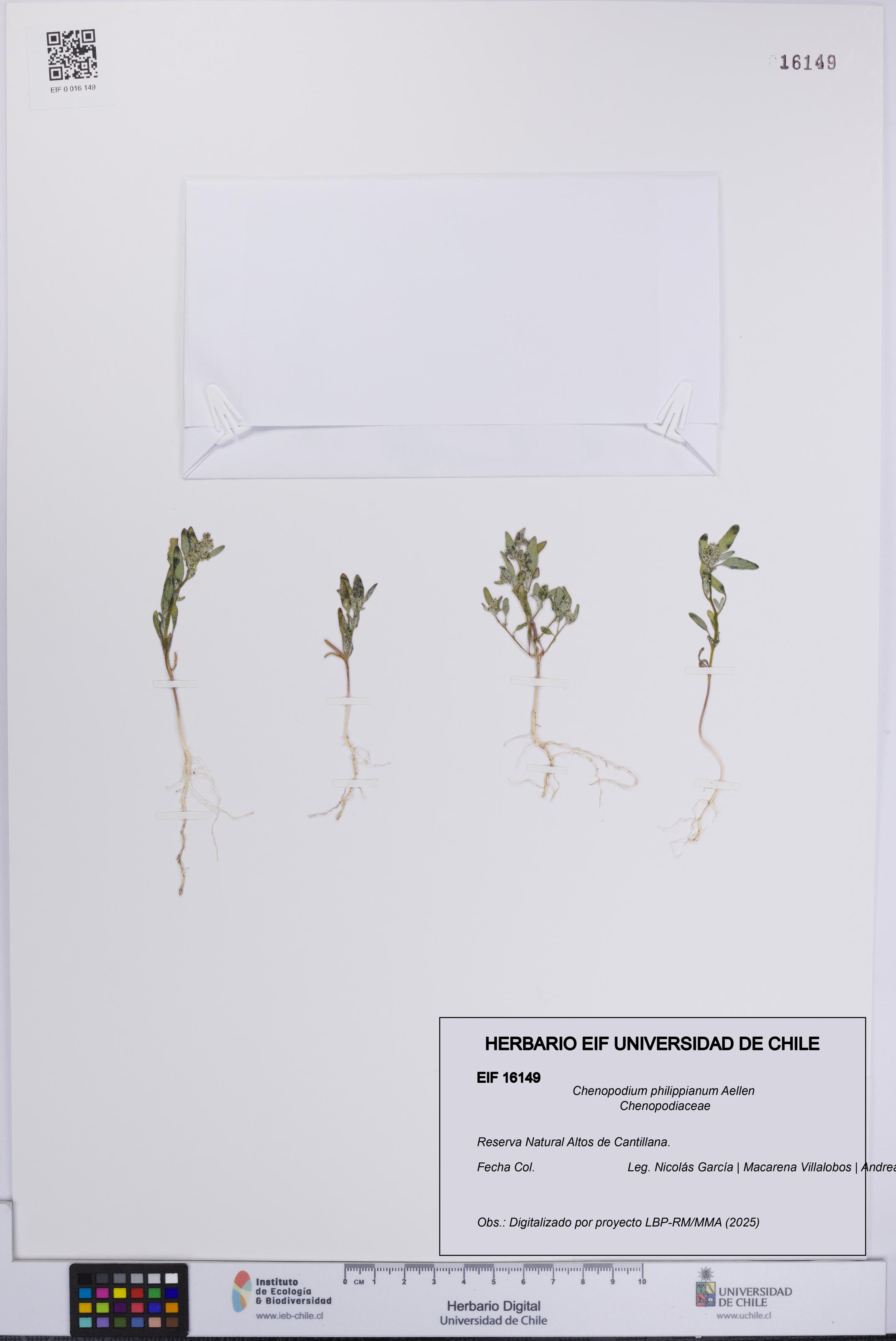 Chenopodium philippianum [Espécimen: UCH:EIF:0016149]