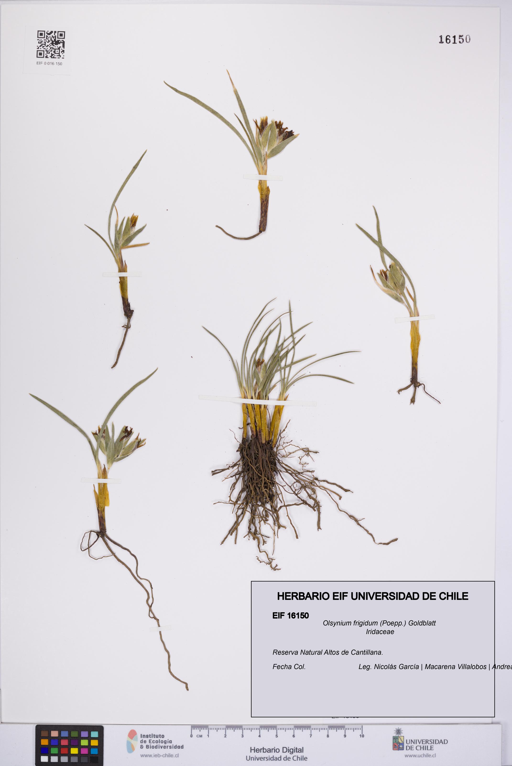 Olsynium frigidum [Espécimen: UCH:EIF:0016150]