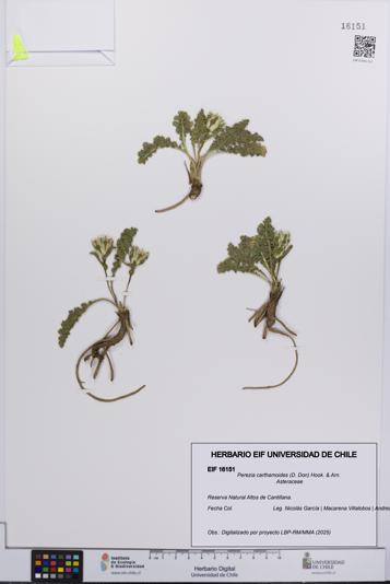 Perezia carthamoides [Espécimen: UCH:EIF:0016151]