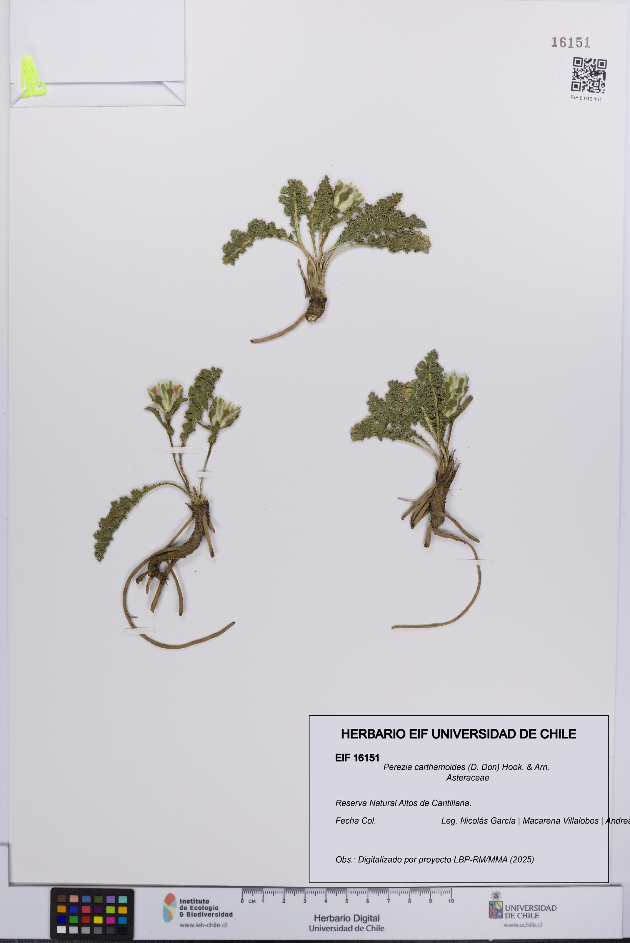 Perezia carthamoides [Espécimen: UCH:EIF:0016151]