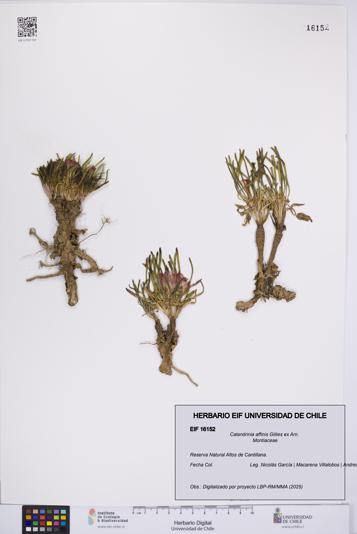 Calandrinia affinis [Espécimen: UCH:EIF:0016152]