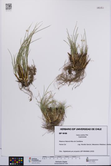 Carex andina [Espécimen: UCH:EIF:0016153]