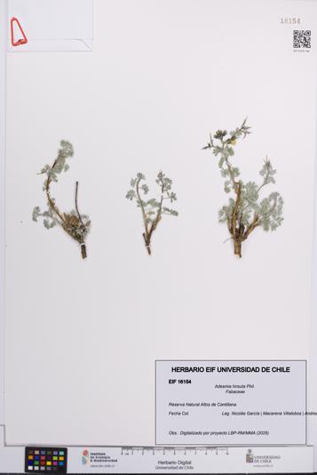 Adesmia hirsuta [Espécimen: UCH:EIF:0016154]