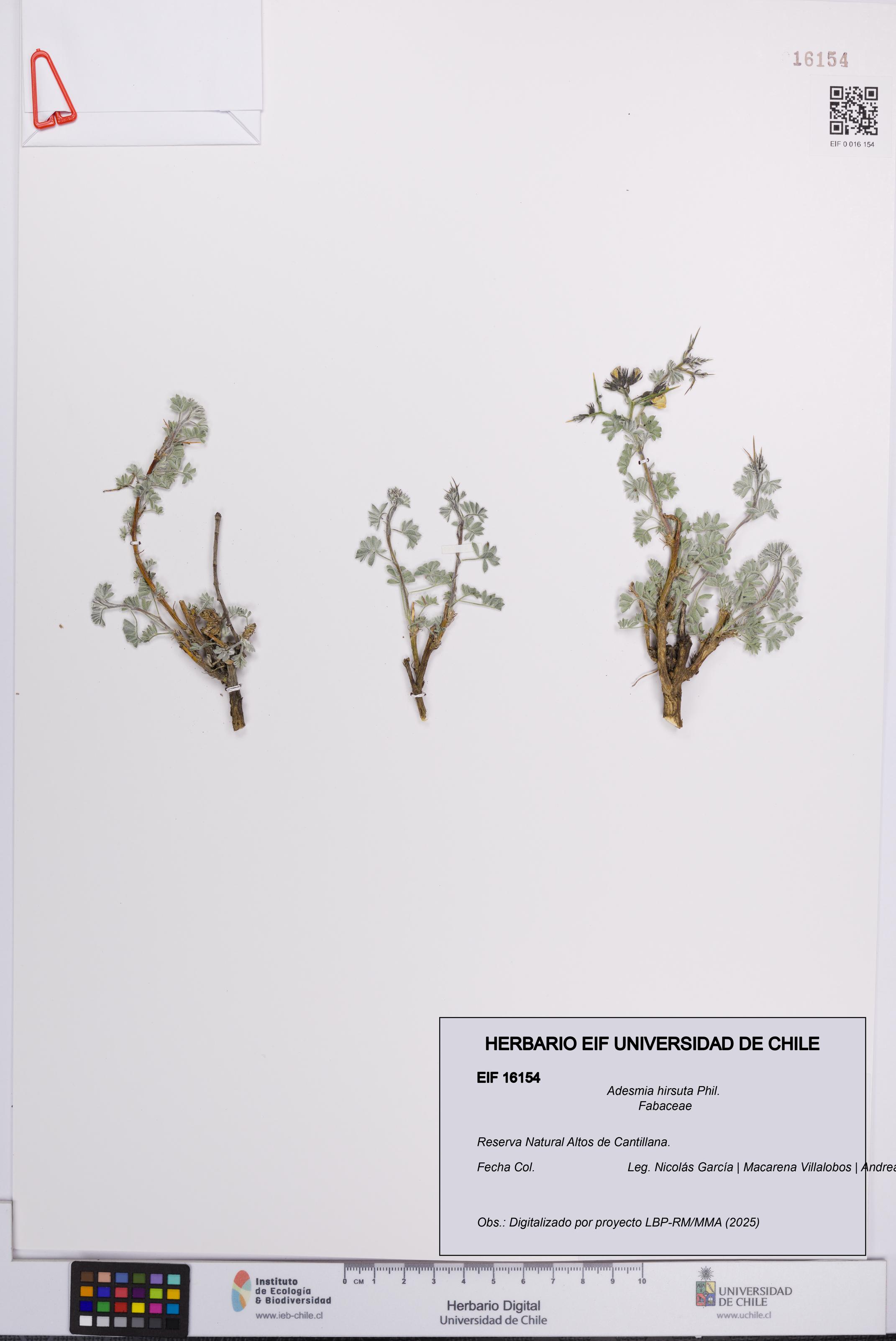 Adesmia hirsuta [Espécimen: UCH:EIF:0016154]