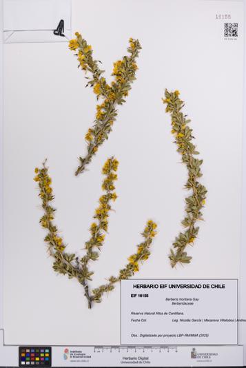 Berberis montana [Espécimen: UCH:EIF:0016155]