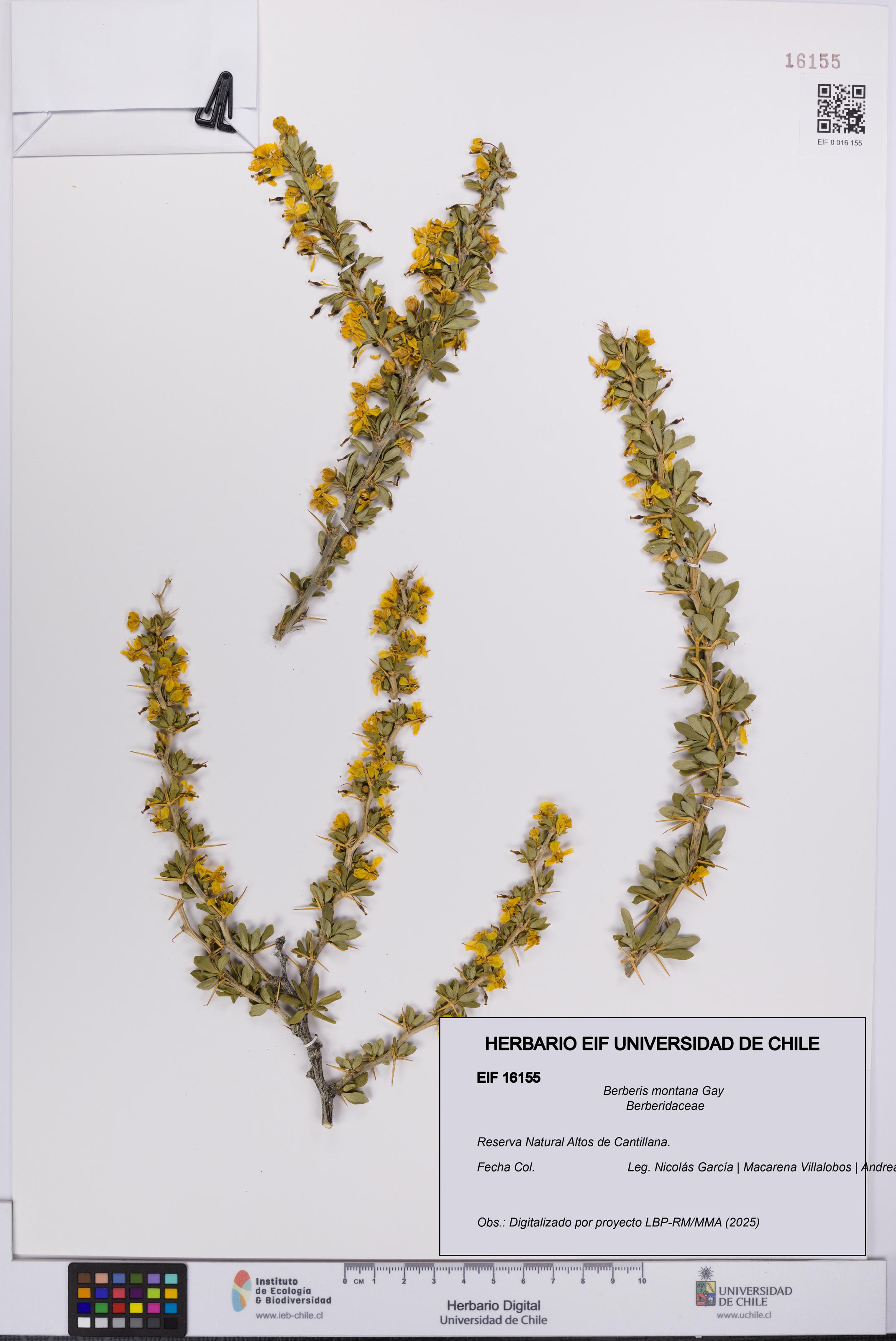 Berberis montana [Espécimen: UCH:EIF:0016155]