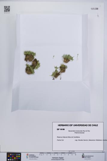 Navarretia involucrata [Espécimen: UCH:EIF:0016156]