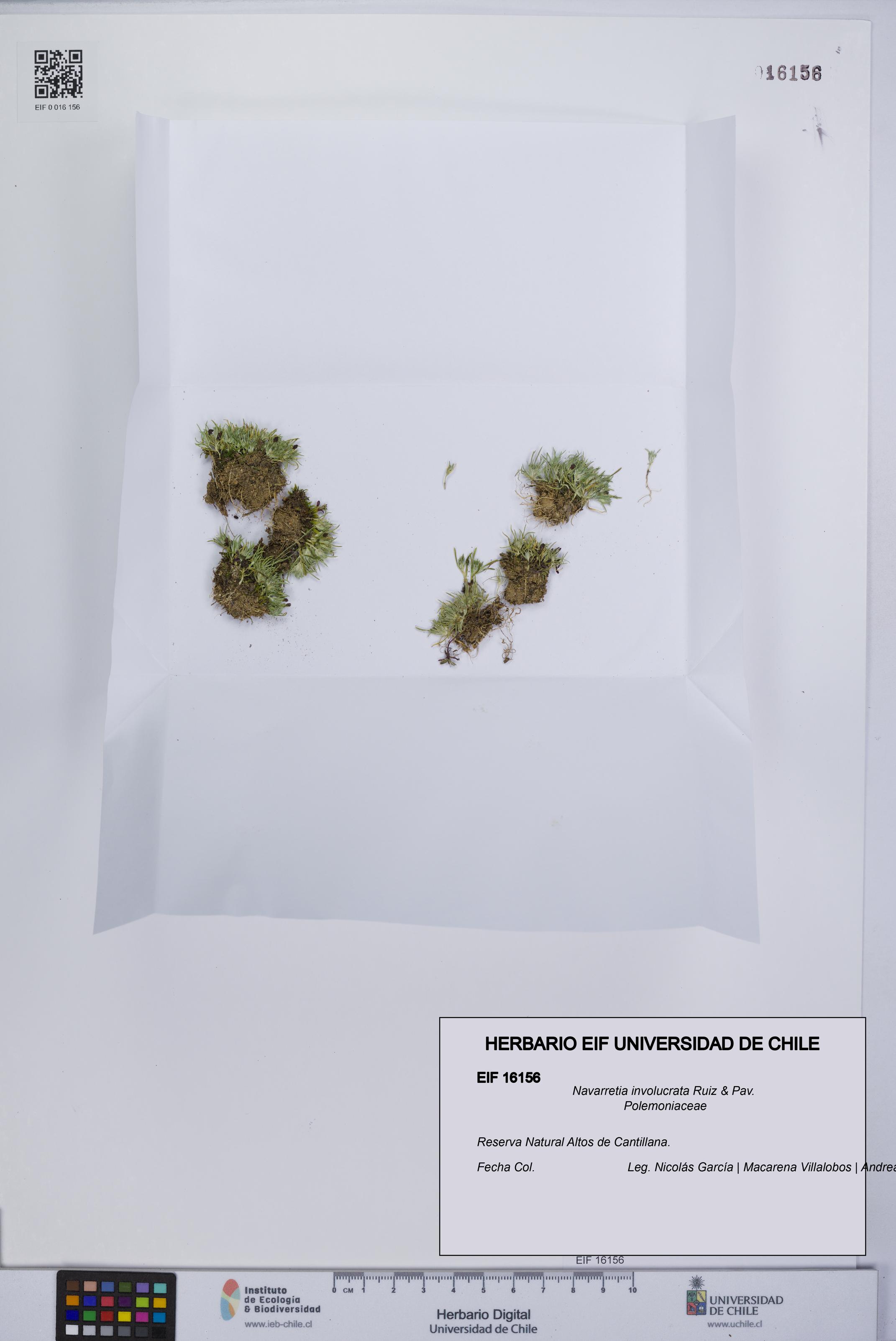 Navarretia involucrata [Espécimen: UCH:EIF:0016156]