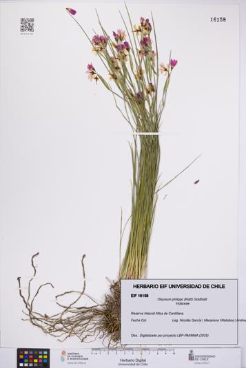 Olsynium philippii [Espécimen: UCH:EIF:0016158]