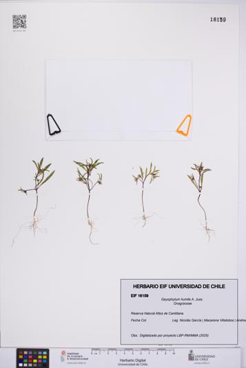 Gayophytum humile [Espécimen: UCH:EIF:0016159]