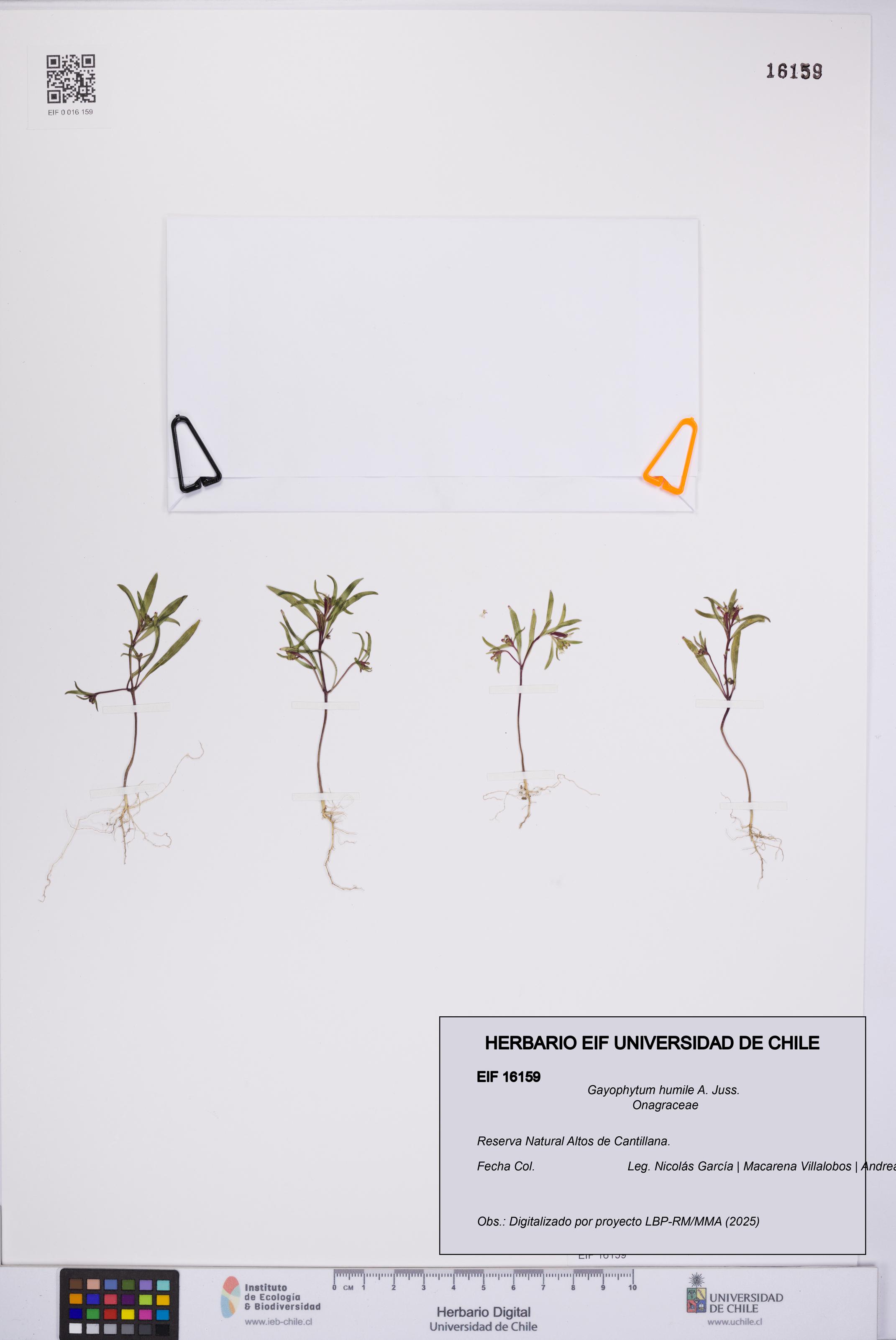 Gayophytum humile [Espécimen: UCH:EIF:0016159]