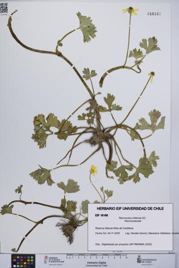 Ranunculus chilensis [Espécimen: UCH:EIF:0016160]