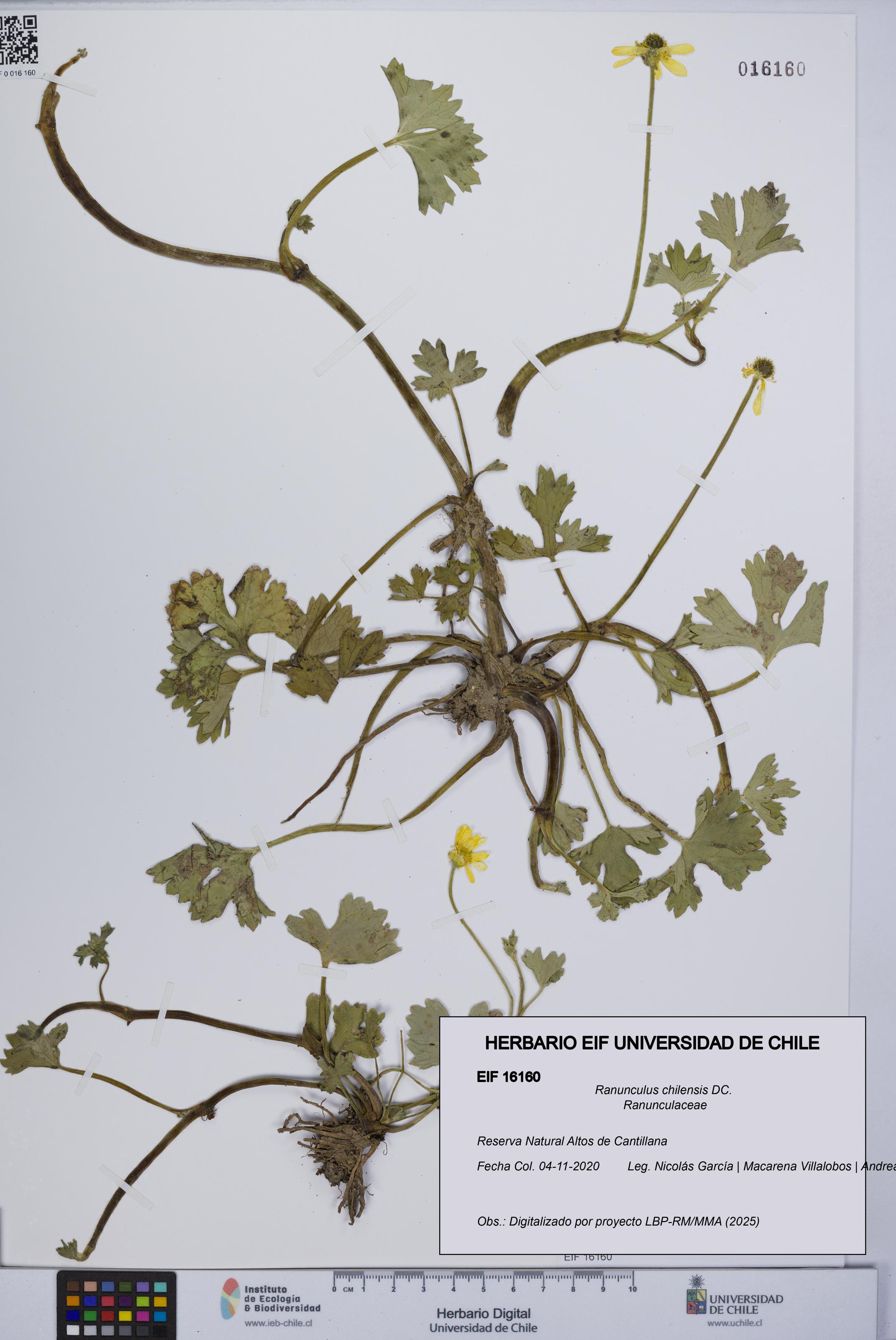 Ranunculus chilensis [Espécimen: UCH:EIF:0016160]