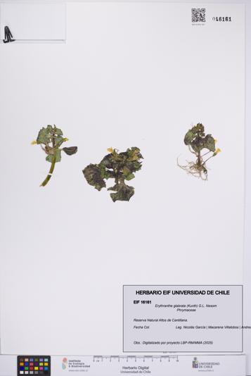 Erythranthe glabrata [Espécimen: UCH:EIF:0016161]