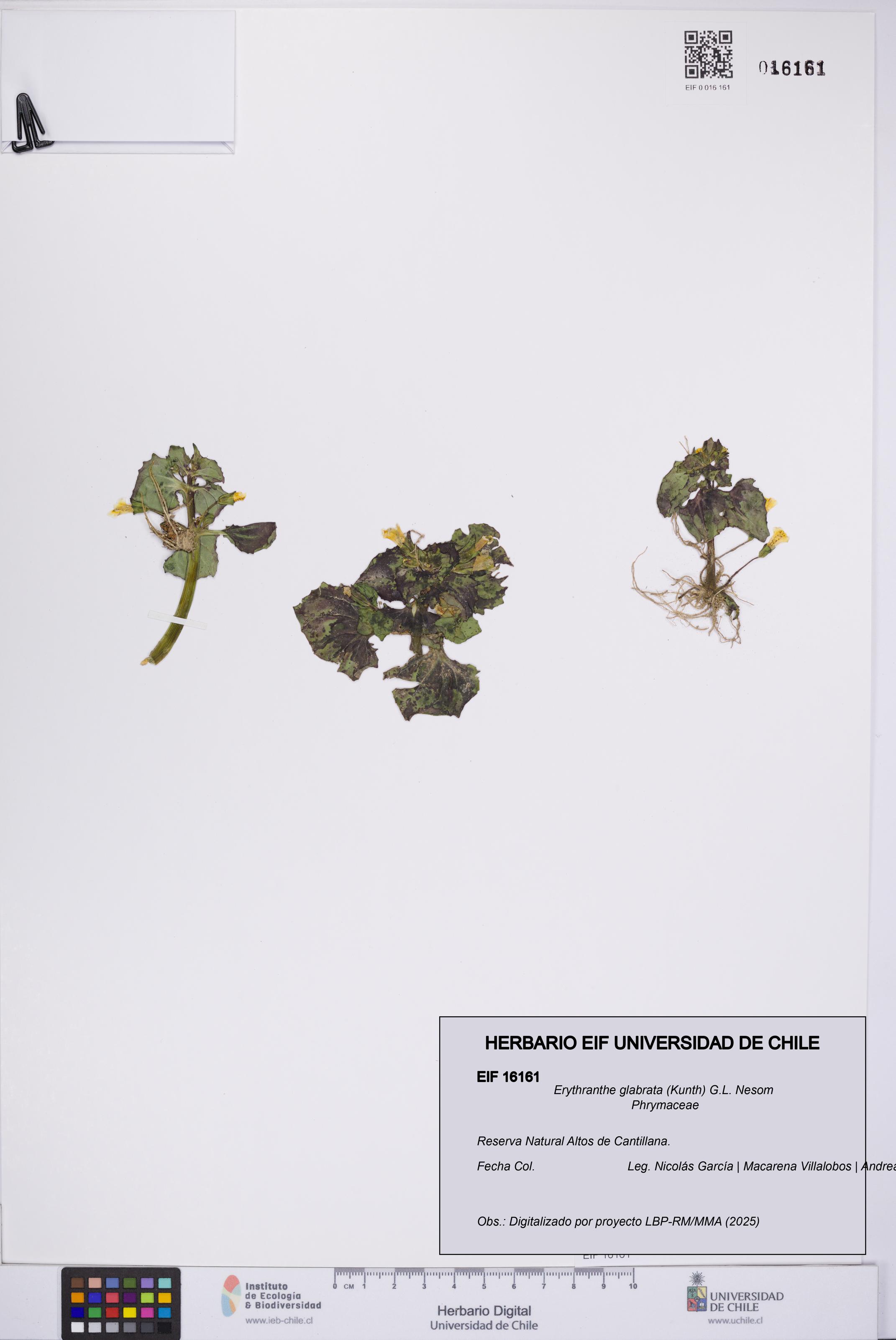 Erythranthe glabrata [Espécimen: UCH:EIF:0016161]