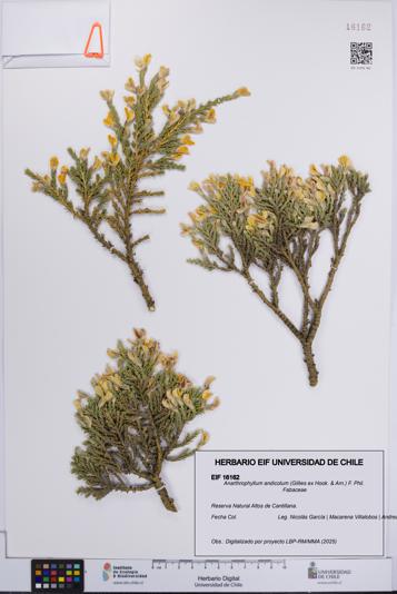 Anarthrophyllum andicolum [Espécimen: UCH:EIF:0016162]