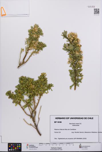 Baccharis neaei [Espécimen: UCH:EIF:0016163]