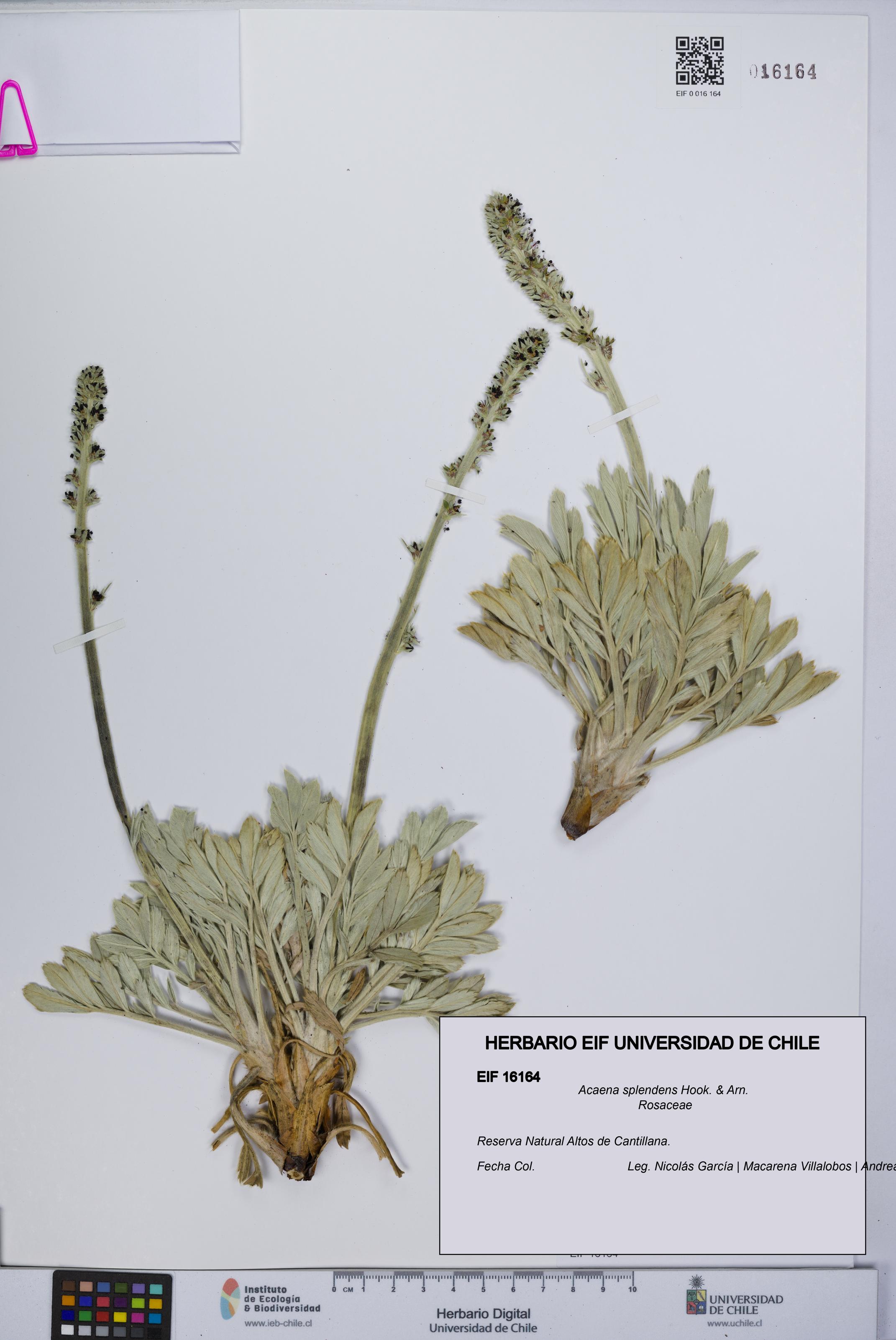 Acaena splendens [Espécimen: UCH:EIF:0016164]