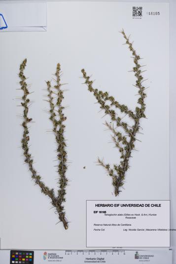 Tetraglochin alata [Espécimen: UCH:EIF:0016165]