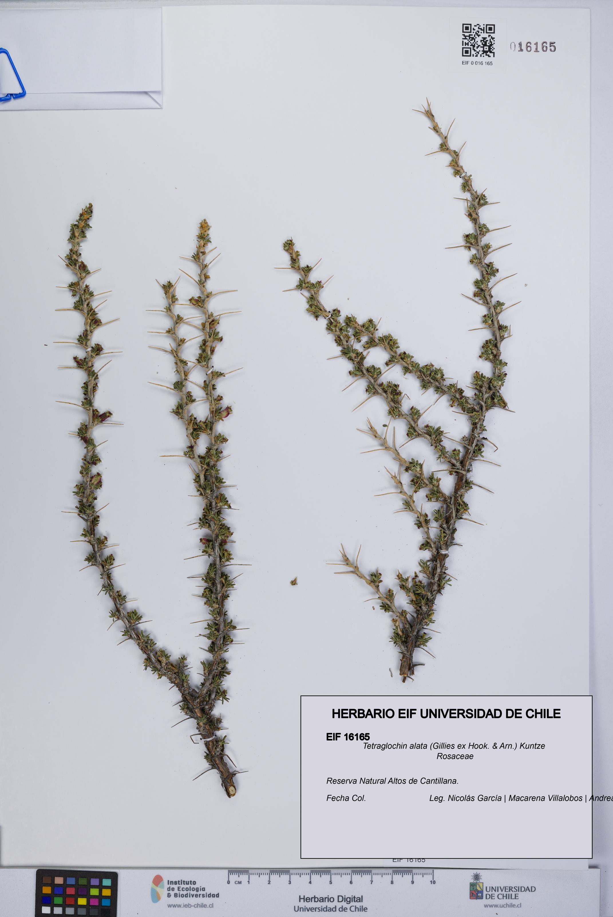 Tetraglochin alata [Espécimen: UCH:EIF:0016165]