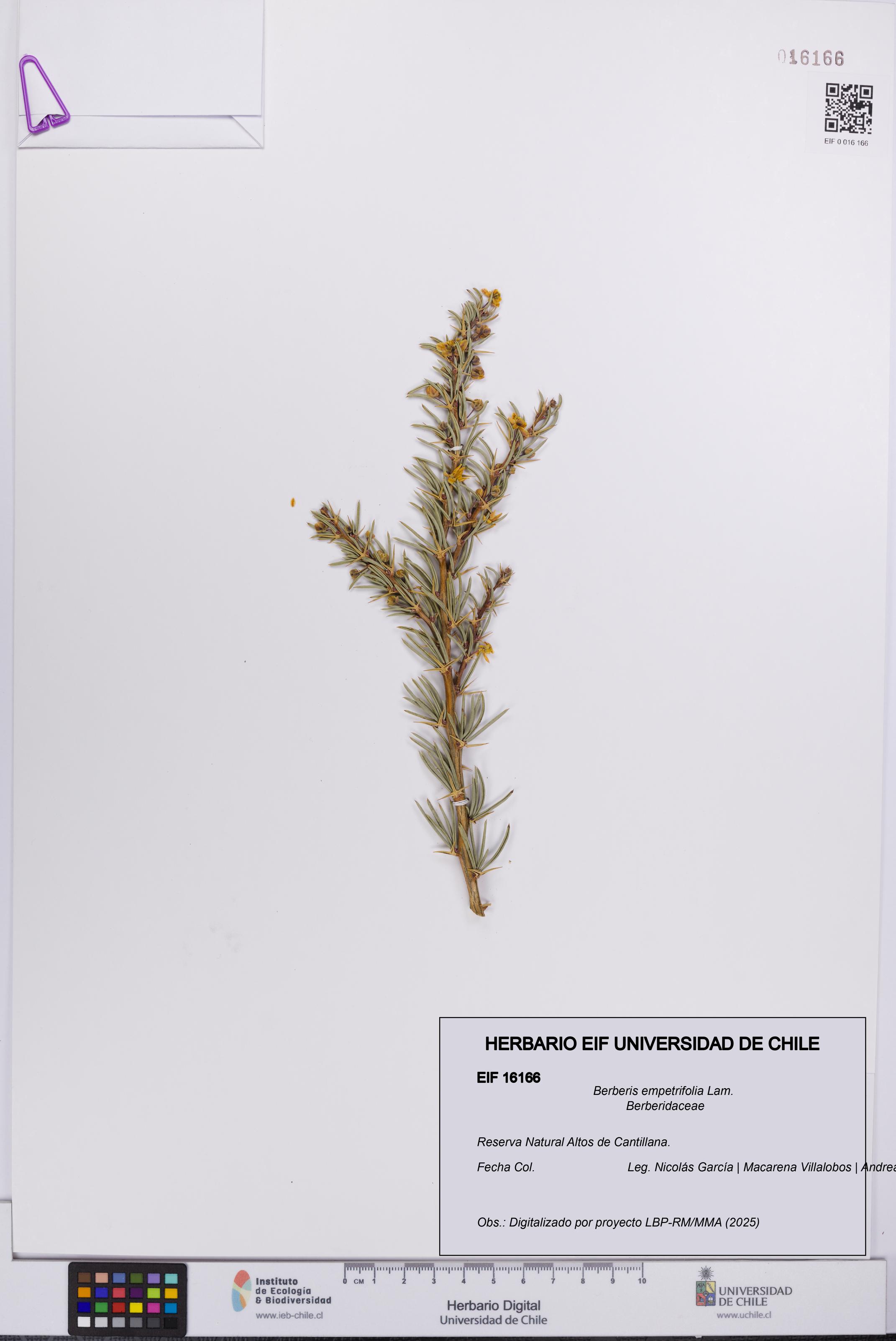 Berberis empetrifolia [Espécimen: UCH:EIF:0016166]