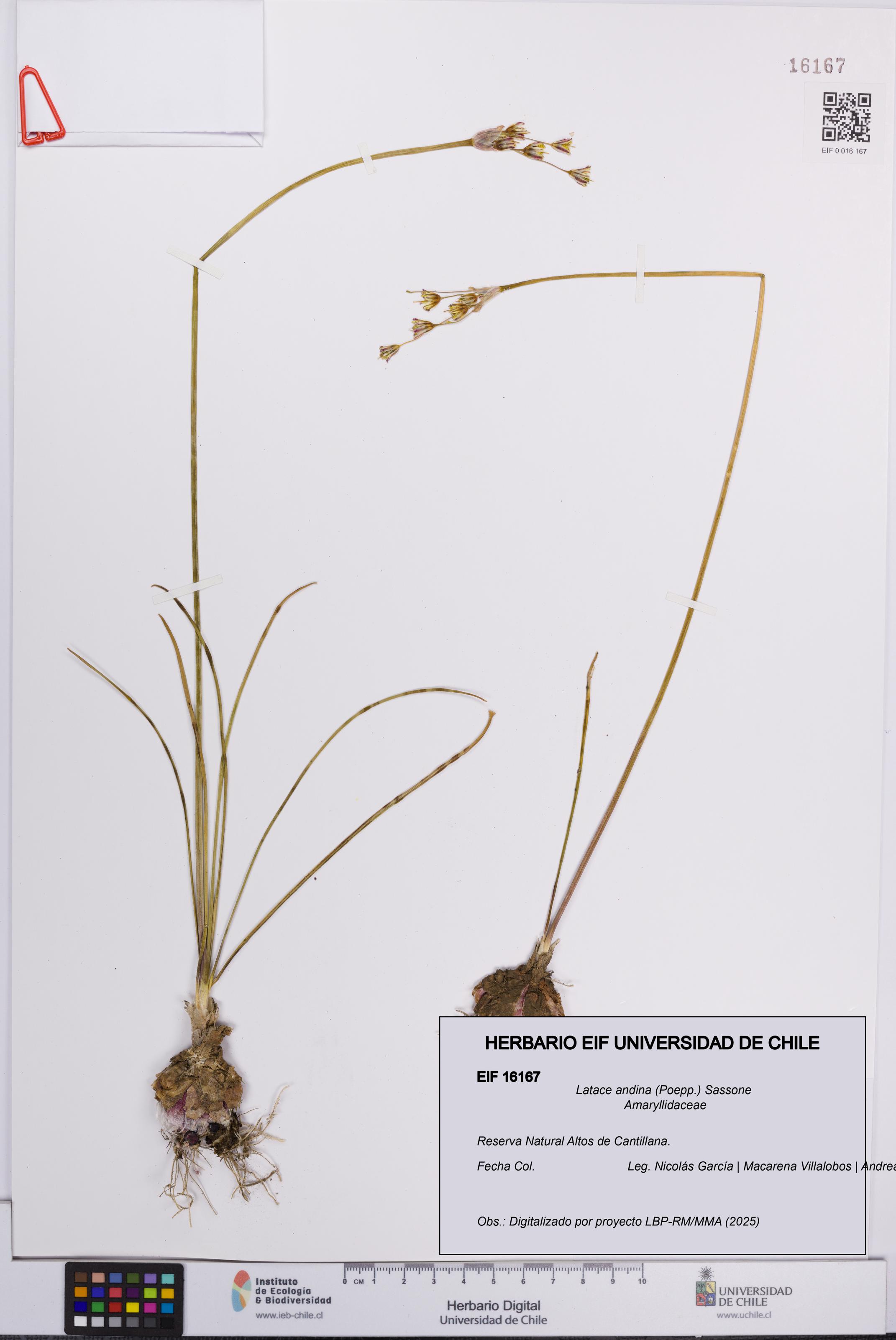 Latace andina [Espécimen: UCH:EIF:0016167]