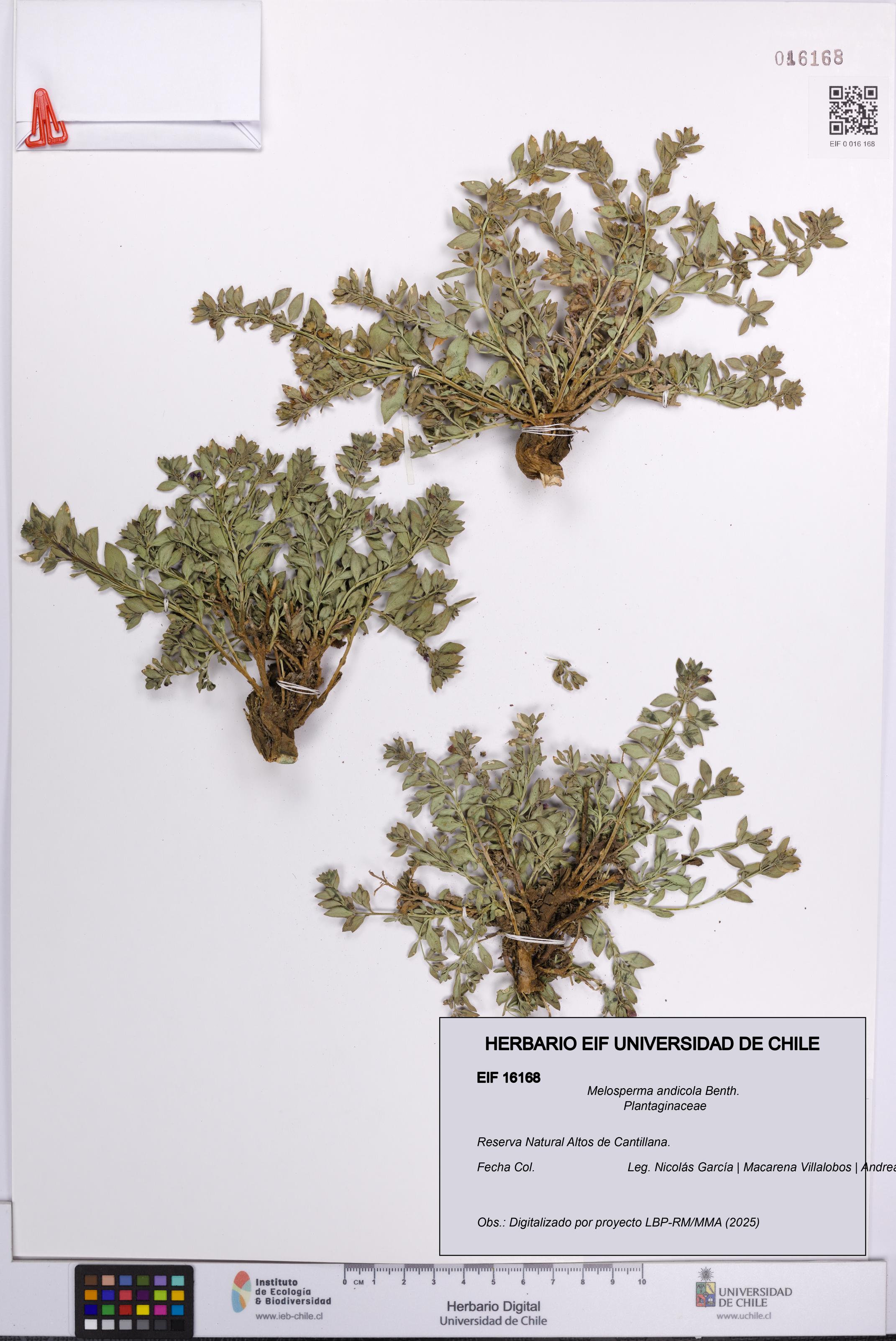 Melosperma andicola [Espécimen: UCH:EIF:0016168]