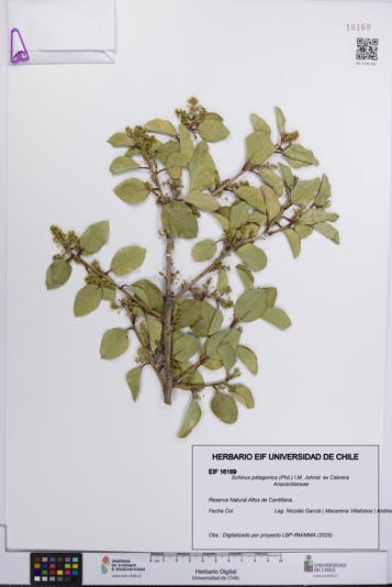 Schinus patagonica [Espécimen: UCH:EIF:0016169]